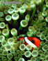 foto de buceo