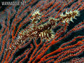 foto de buceo