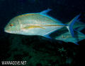 foto de buceo