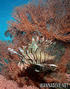 foto de buceo