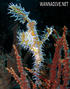 foto de buceo