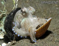 foto de buceo