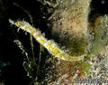foto de buceo