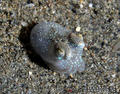 foto de buceo