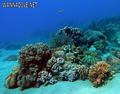 foto de buceo
