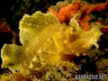 foto de buceo