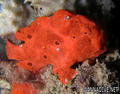 foto de buceo