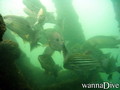 foto de buceo