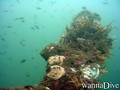 foto de buceo