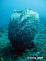 foto de buceo