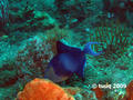 foto de buceo