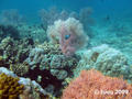foto de buceo