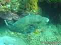foto de buceo