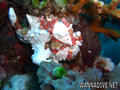 foto de buceo