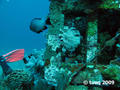 foto de buceo