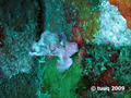 foto de buceo