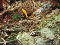 foto de buceo