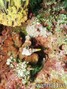 foto de buceo