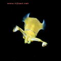 foto de buceo