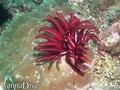 foto de buceo