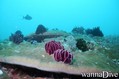 foto de buceo