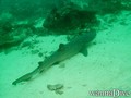 foto de buceo