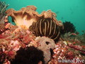 foto de buceo