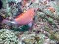 foto de buceo