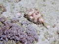 foto de buceo
