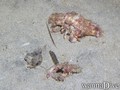 foto de buceo