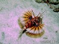 foto de buceo