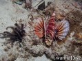 foto de buceo