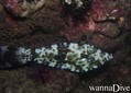 foto de buceo