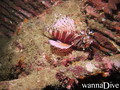 foto de buceo