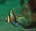 foto de buceo
