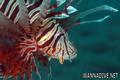 foto de buceo