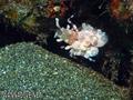 foto de buceo