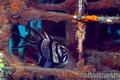 foto de buceo