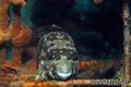 foto de buceo