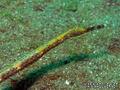 foto de buceo