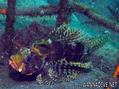 foto de buceo