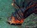 foto de buceo