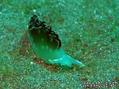 foto de buceo