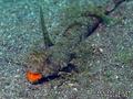 foto de buceo