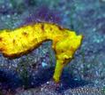 foto de buceo