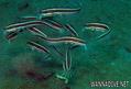 foto de buceo