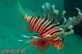 foto de buceo