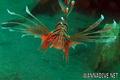 foto de buceo