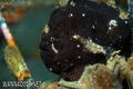 foto de buceo