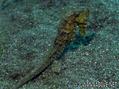 foto de buceo